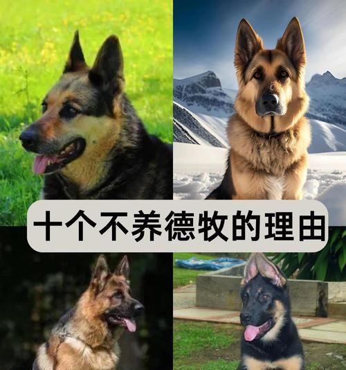 一个好的德牧多少钱？购买德牧需要注意什么？