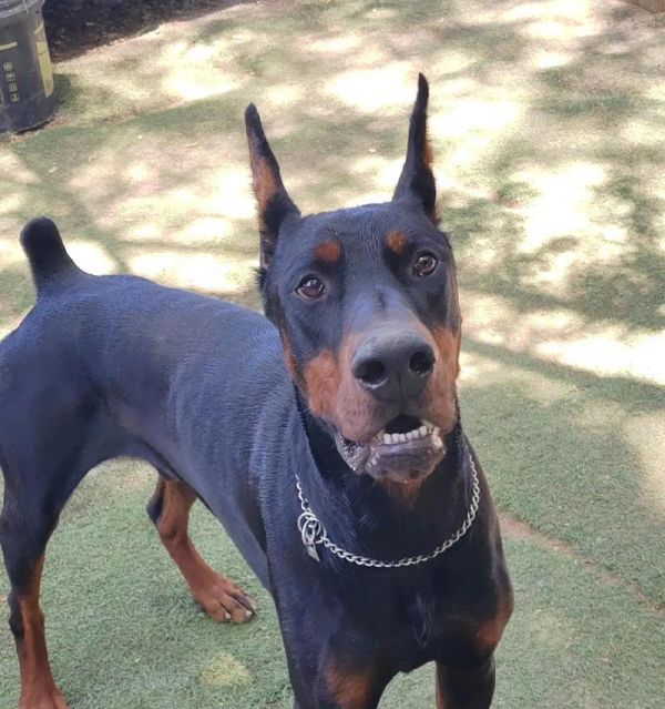 杜宾犬剪耳断尾的原因（了解为什么要给杜宾犬进行剪耳断尾手术）