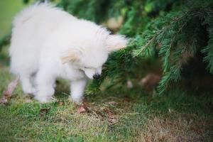 [狗狗食谱]紫薯胡萝卜肉丸的做法 步骤1