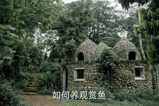 如何养观赏鱼