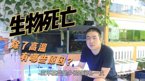 我的红龙鱼喂了一支庆大霉素死了vs祥龙鱼场（庆大霉素对观赏鱼的影响） 观赏鱼论坛 第4张