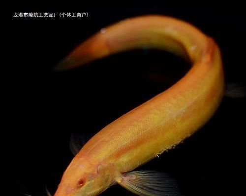 如何选择适合养作为观赏鱼的品种（鱼缸之美，观赏鱼的选择与养护）