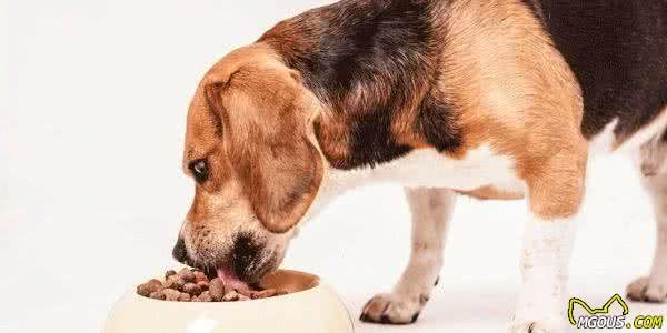 好犬粮怎么去挑选？