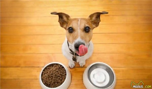 好犬粮怎么去挑选？