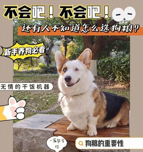 狗粮选购指南（如何选择适合你宠物的狗粮？）