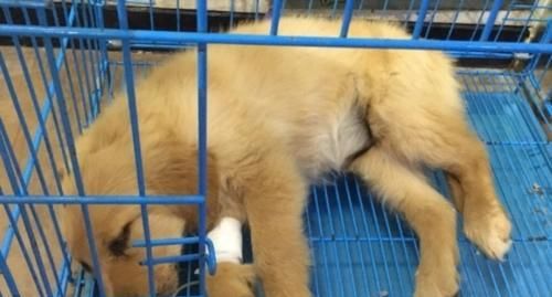 小狗犬瘟引发的心理变化（从宠物角度看待病痛带来的影响）