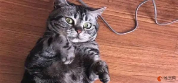 美国虎斑猫是名贵猫吗 