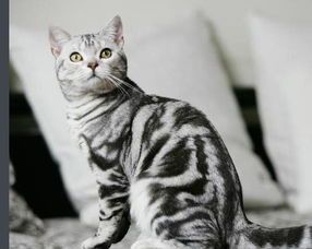 虎斑猫图片大全图片及价格 正常价：虎斑猫多少钱一只