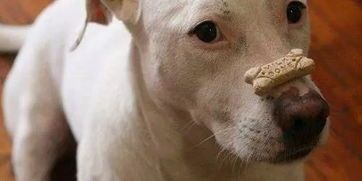 宠物狗饮食指南:健康从幼犬开始