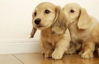 宠物狗饮食指南:健康从幼犬开始