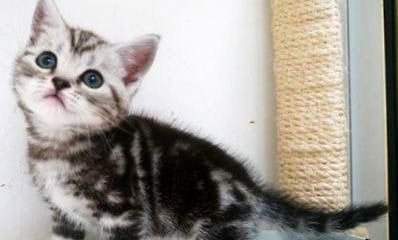 虎斑猫性格好吗