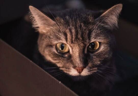美短虎斑猫的优缺点有哪些