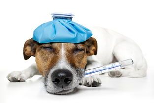 狗狗舔鼻行为:背后的科学与情感解析