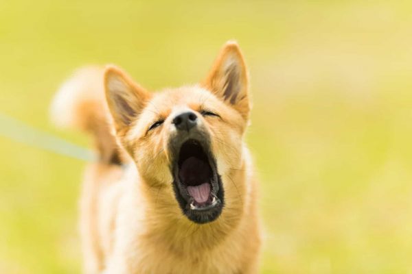 狗吠