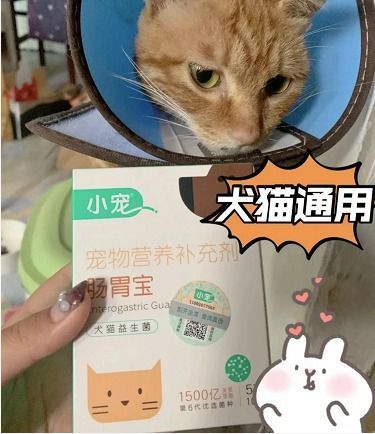 “猫咪饮食与睡眠小贴士,养宠必备!”