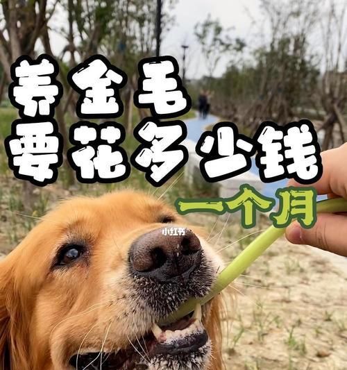 养一只金毛的喂食指南（金毛喂食贴士及花费预估）