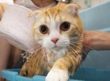 “猫咪饲养守则:海棠宠物小贴士,四种人不宜养猫”