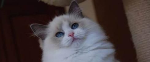 如何正确饲养褴褛猫（宠物养殖小贴士）