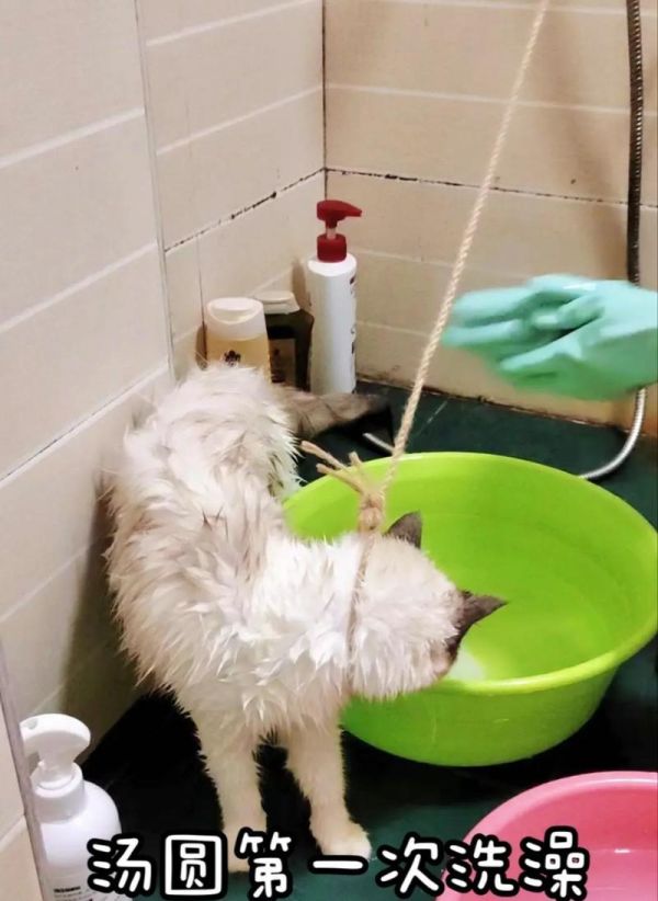 给宠物猫咪洗澡的简单技巧（让爱猫美丽健康的小贴士）