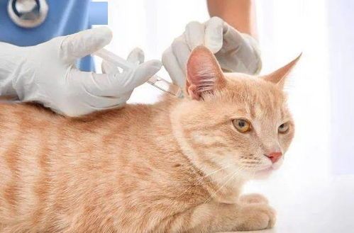 猫咪日常科普,养宠必备小贴士!