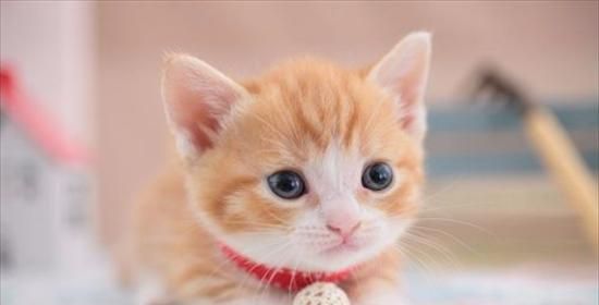取名小窍门——给小猫取名字的小贴士（如何为你的小猫取个好听的名字？）