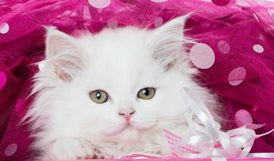 猫咪童话变宠物秘籍,养宠必备小贴士!