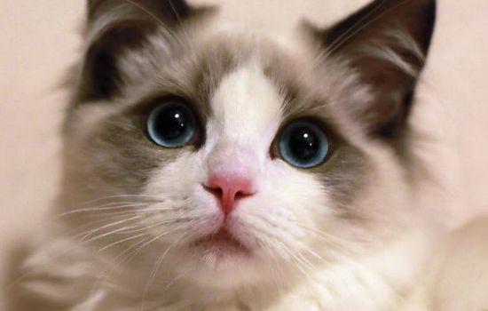 新手养猫必备指南，99%的人都相见恨晚！