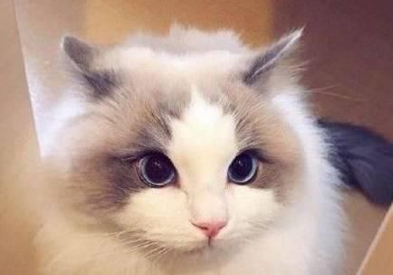 如何改善宠物猫咪的毛发质量？（15个小贴士教您让猫咪毛发更亮更健康）