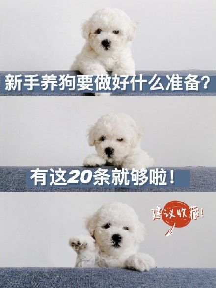 新手养狗要做好什么准备？有这20条就够啦~