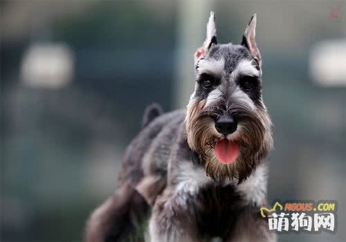 新手饲养小狗的七个小技巧