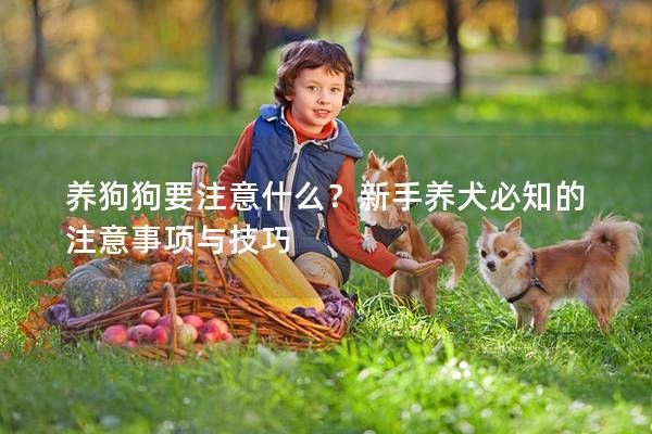 养狗狗要注意什么？新手养犬必知的注意事项与技巧