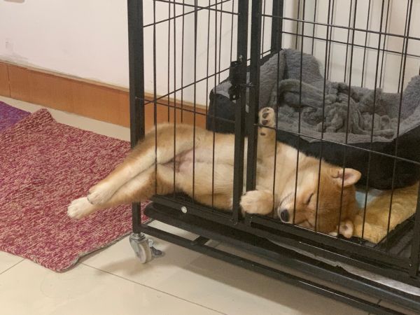 狗狗笼养好还是散养好？专家解读养狗技巧与逐步散养方法