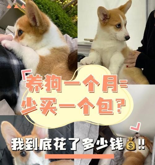 新手养狗必备的几条建议——为你和狗狗的幸福而来（新手养狗必看的养狗攻略，让你成为贴心宠主）