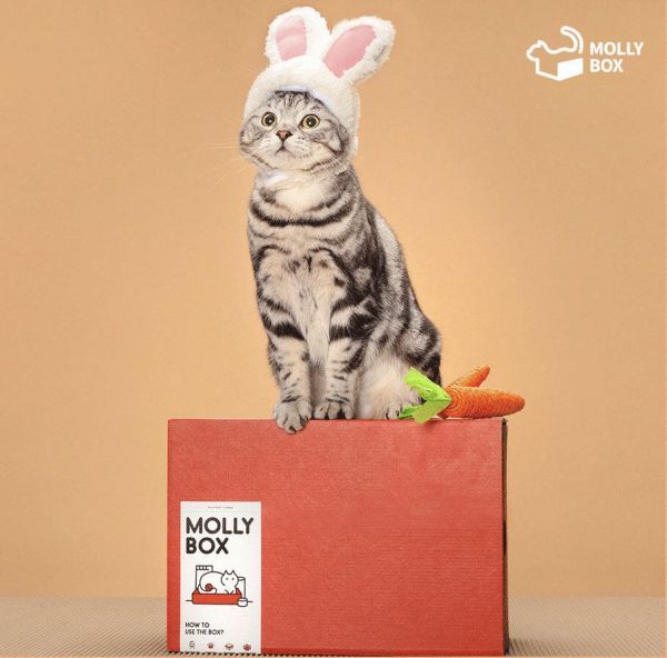 MollyBox