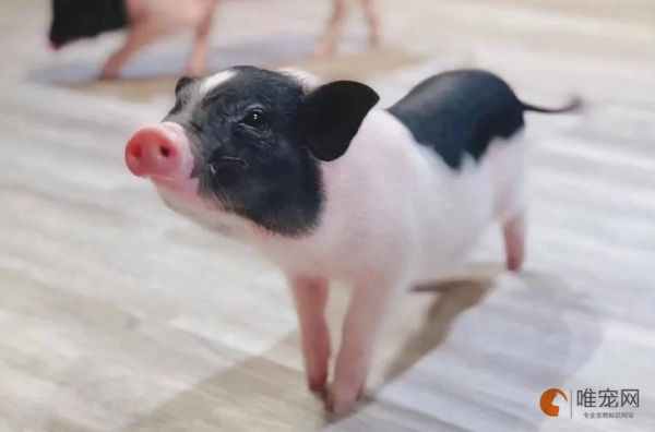 小香猪在哪买靠谱 多少钱一只