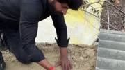 房梁上的泼皮蛇 #野生动物零距离 #泼皮蛇