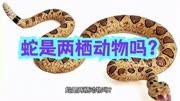 蛇是两栖动物吗?