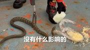 哪种驱蛇方式最有效,消防员现场实测,一目了然