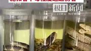 被蛇咬了后男子气不过去抓蛇又被二次咬伤,医生提醒蛇伤后科学救治