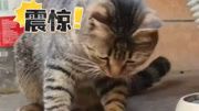 狸花猫“大战”菜花蛇20分钟,主人:当时给我吓惨了