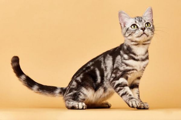 盘点世界上智商最高的10种猫咪,你认可吗?