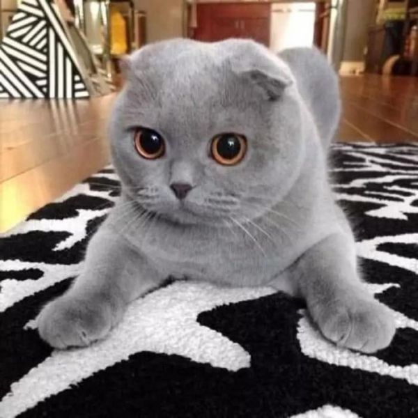 盘点世界上智商最高的10种猫咪,你认可吗?
