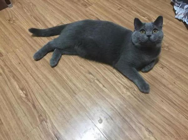 盘点世界上智商最高的10种猫咪,你认可吗?