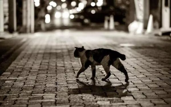 盘点世界上智商最高的10种猫咪,你认可吗?