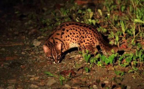 盘点世界上智商最高的10种猫咪,你认可吗?