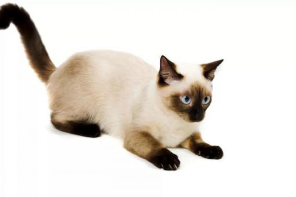 盘点世界上智商最高的10种猫咪,你认可吗?