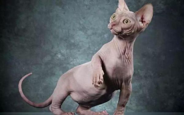 盘点世界上智商最高的10种猫咪,你认可吗?