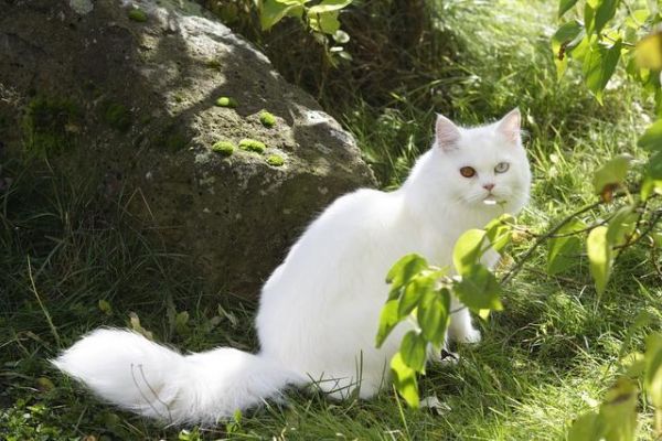 猫咪的智商排名，你家猫主子第几名？