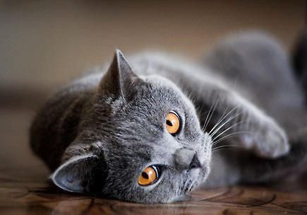 猫咪的智商排名，你家猫主子第几名？