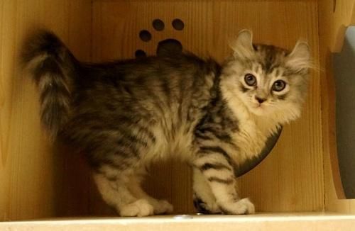 猫咪的智商排名，你家猫主子第几名？